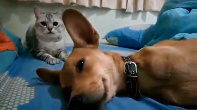 Он не любил Поля Мориа смотреть онлайн