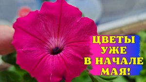 ЗАЧЕМ САЖАТЬ ПЕТУНИЮ РАНО? Посмотрите, как выглядит петуния, посеянная В СЕРЕДИНЕ МАРТА