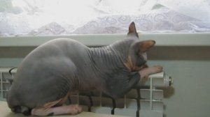 Кот СФИНКС греется на батарее.