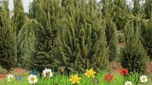 Ель обыкновенная Купрессина ? Обзор: посадка и уход. крупномеры ели: описание и особенности