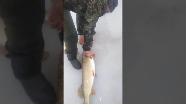 зимняя рыбалка на бургусте смотреть онлайн