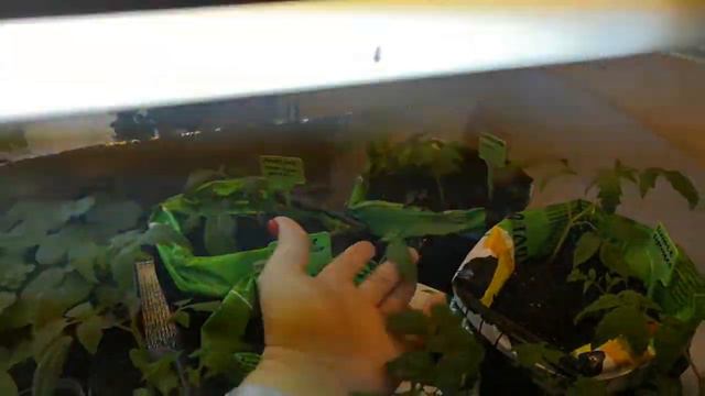 Большая пикировка. Ускоряюсь, пикирую, новые посевы 