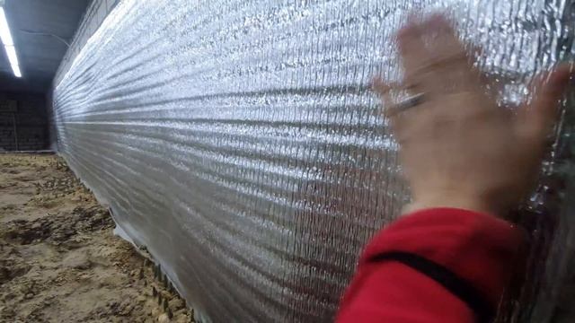 Тюльпаны в 2022г Первые проблемы. Расслабился. смотреть онлайн