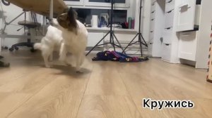 Дрессировка Папийона