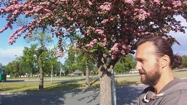 Розовоцветущий боярышник смотреть онлайн