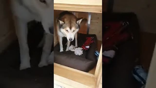 Тёплый вольер для Хаски Адамс. обзор утепленного вольера для собаки смотреть онлайн