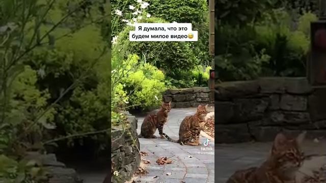 Видео,приколы,юмор,смех смотреть онлайн