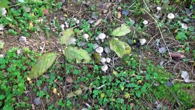 Рядовки бывают разными. Как распознать. Грибы в лесу. смотреть онлайн