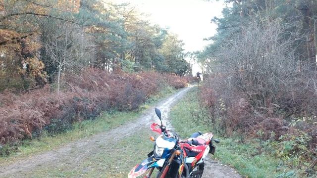 Honda CRF250L Rally & CRF250L | Fun In The Woods!
