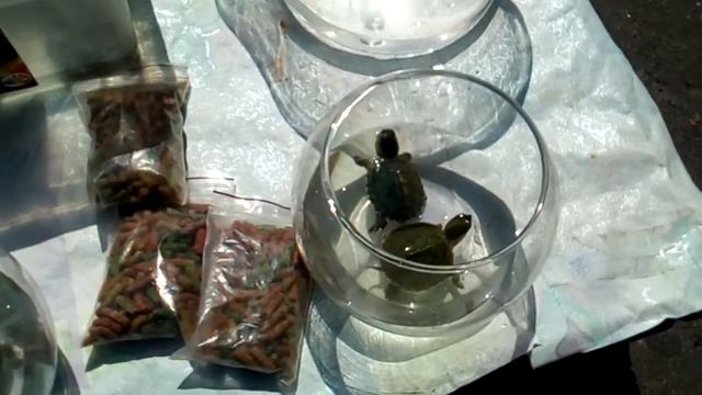 черепахи танцуют смотреть онлайн