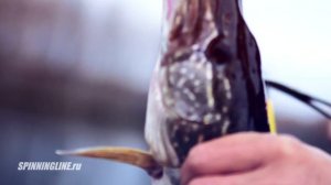 Ловля щуки на воблер Deps Balisong 130SP