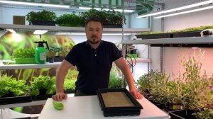 Микрозелень - Салат Лолло-Росса (Лолло-Блондо)