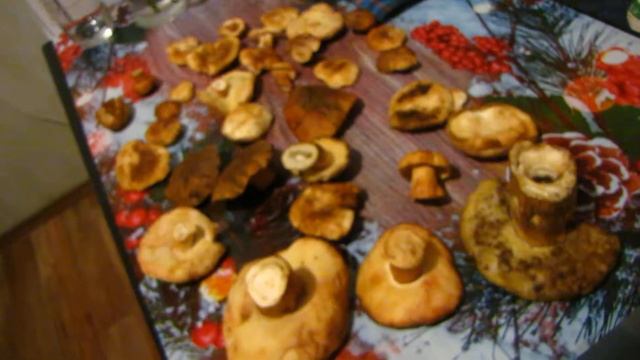 Каштановый гриб (Gyroporus castaneus) смотреть онлайн