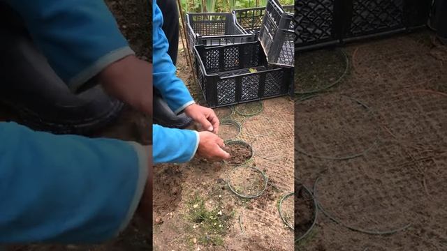 Сеем семена ирисов смотреть онлайн