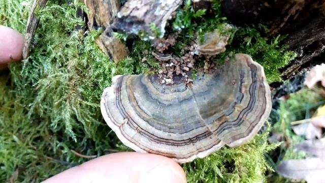 Outkovka pestrá - Hřensko říjen 2014 смотреть онлайн