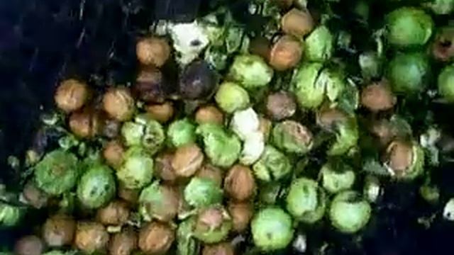 Самая быстрая чистка ореха смотреть онлайн