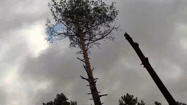 Felling of trees 26 cubic meters of cutting area ??? смотреть онлайн