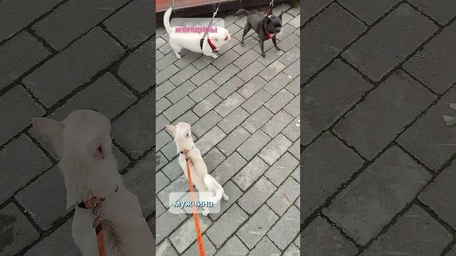 мужчины и женщины #чихуа #chihuahua #dog #собака #чихуахуа #shots #мужчинаиженщина смотреть онлайн