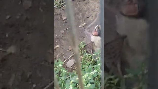 Летучая мышь вампир ! Звуки жесть ! смотреть онлайн