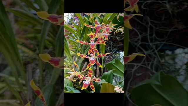 Beautiful Flowers/ Flowers Collection/EmmaNidal смотреть онлайн
