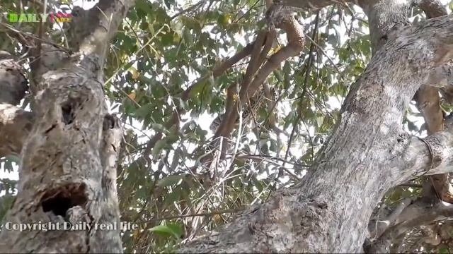 OMG!! (100% Real life)Terrifying Brave Family catch Python on big tree using by hand смотреть онлайн