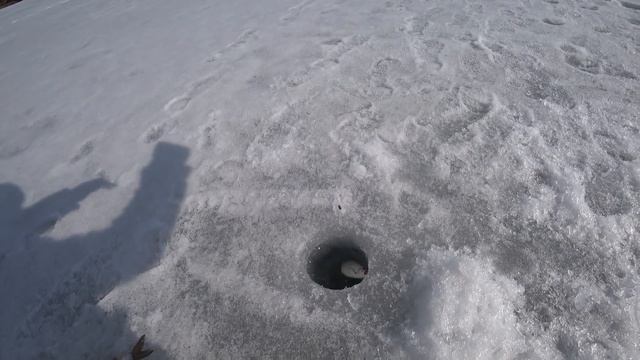 Отличный клёв ПЛОТВЫ ! Ловля плотвы со льда! Ловля плотвы на безмотылку! смотреть онлайн