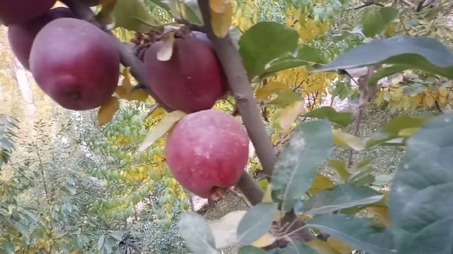 Старкримсон алмасы смотреть онлайн