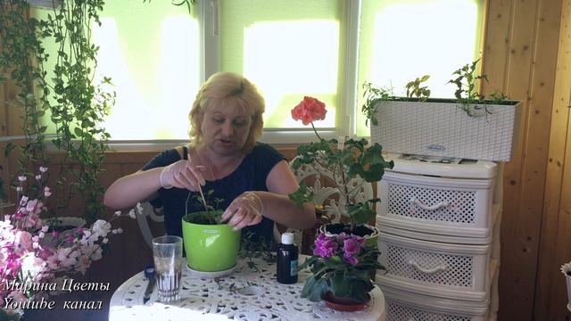 Традесканция размножаем ... смотреть онлайн