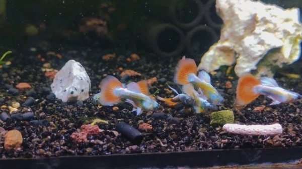 Гуппи Санта Клаус / Poecilia reticulata Santa Claus