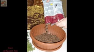 Гиацинты в горшках, что с ними делать после цветения? Уход, пересадка, хранение луковиц гиацинтов.