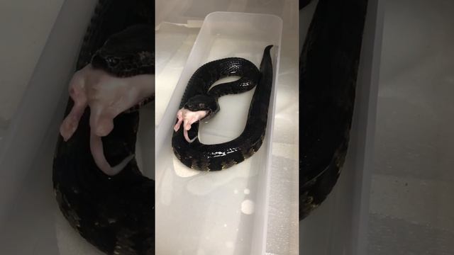 【Candoia aspera】バイパーボアがマウスを飲み込む 【Viper boa is gulp down a mouse. 】 смотреть онлайн