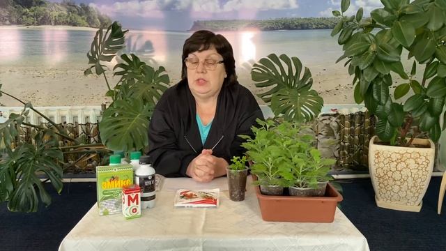 Как мы удобряем черенки хризантем смотреть онлайн