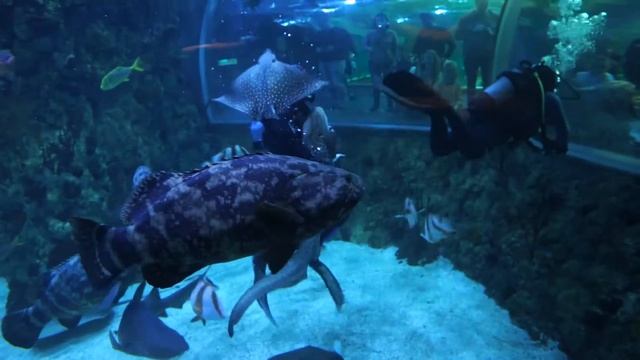 Океанариум в Крокус Сити смотреть онлайн