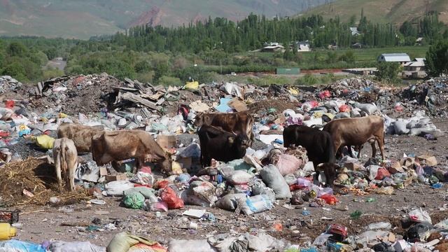 Стихийная свалка в селе Гүлчө. Нет ограждения, ямы Беккари, ведется выпас скота_1 смотреть онлайн