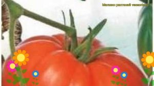 Томат обыкновенный Гордость Сибири. Краткий обзор, описание характеристик, где купить семена