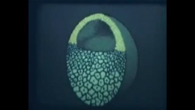 Эмбриональное развитие.wmv смотреть онлайн