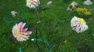 Георгины Коган Фубуки  #саднадежды #георгины