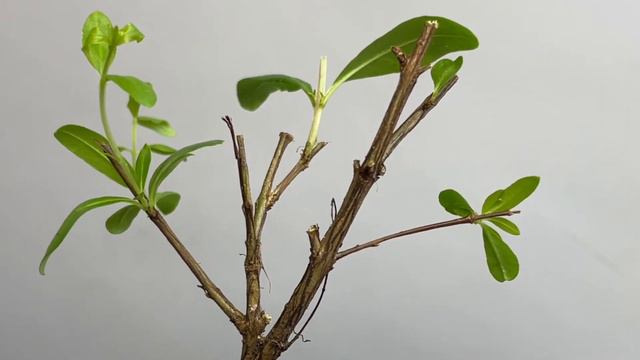 Reviving Dwarf Pomegranate, Pruning Dead Branches Preparing For Spring, May2023 смотреть онлайн