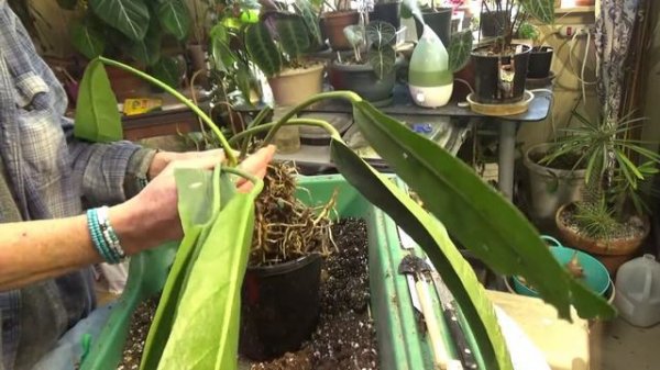 Anthurium Vittarifolium