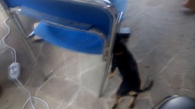 Коля, купи собачку!/Дача: бассейн, бургеры, квадроцикл и грифон смотреть онлайн