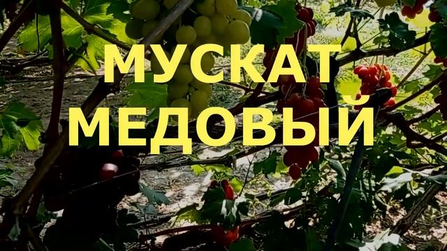 @Виноград Мускат медовый  Вкусный виноград, мускат шикарный