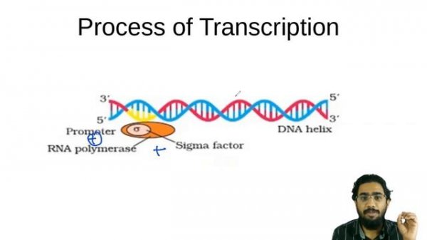 #NEETBiology TRANSCRIPTION | The Concept &Easy Tricks