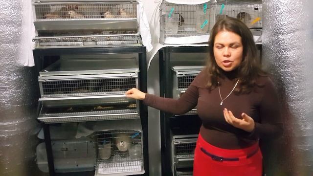 Перепела в квартире - бройлерные фараоны и мясо-яичные маньчжурцы смотреть онлайн