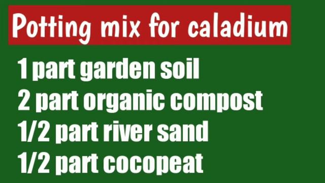 Caladium Care And Info/How To Grow & Care Caladium смотреть онлайн