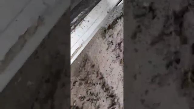 B935 Ford Focus 2008, 1.6, бензин, МКПП смотреть онлайн