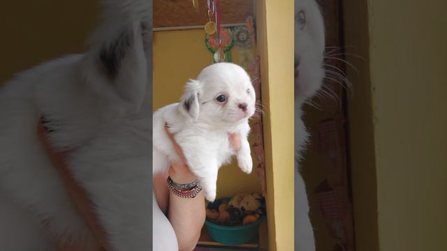 Хаммер длинношерстный белый шикарный цена в видео питомник чихуахуа Кастропуло +79787458062 смотреть онлайн
