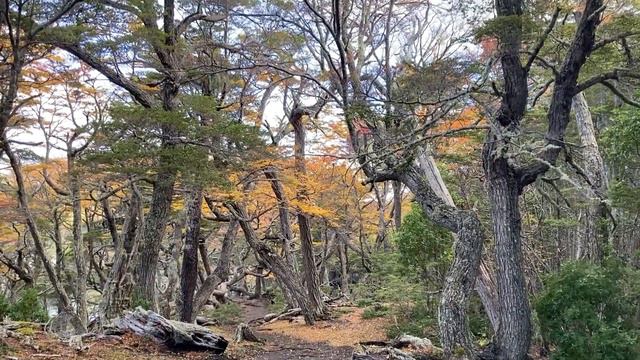 Parque Nacional Tierra del Fuego //Национальный парк Огненная Земля смотреть онлайн