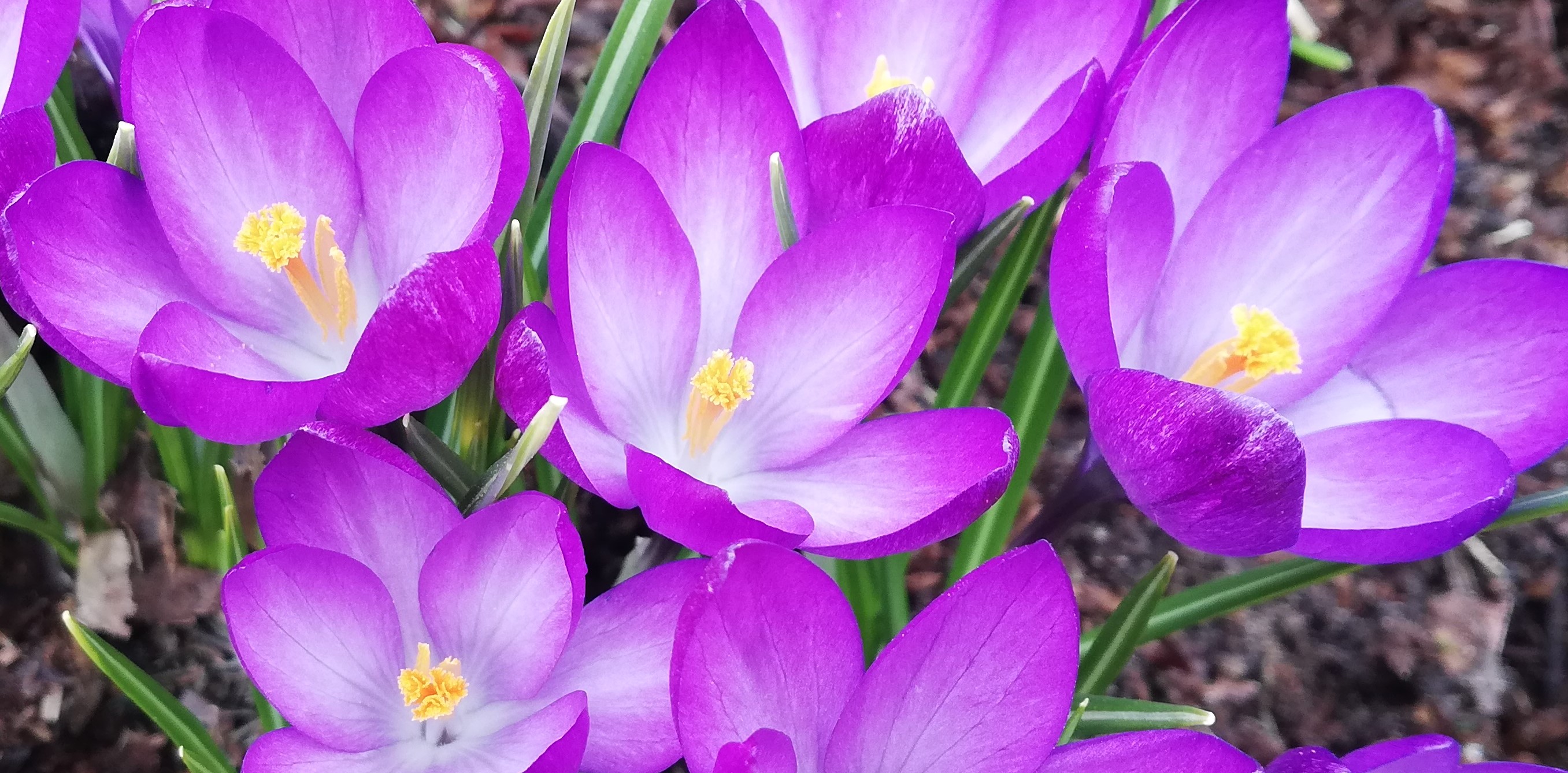 С ПЕРВОМАЕМ! смотреть онлайн