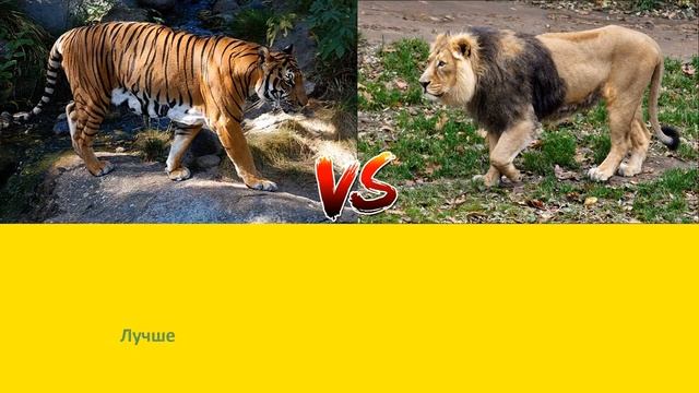 АЗИАТСКИЙ ЛЕВ ПРОТИВ ИНДОКИТАЙСКОГО ТИГРА INDO-CHINESE TIGER VERSUS ASIATIC LION смотреть онлайн