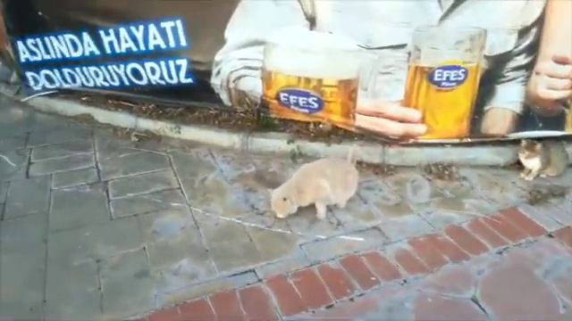 Турция Анталья Коты